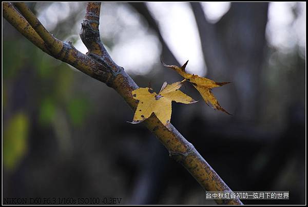 台中~秋紅谷初訪_32