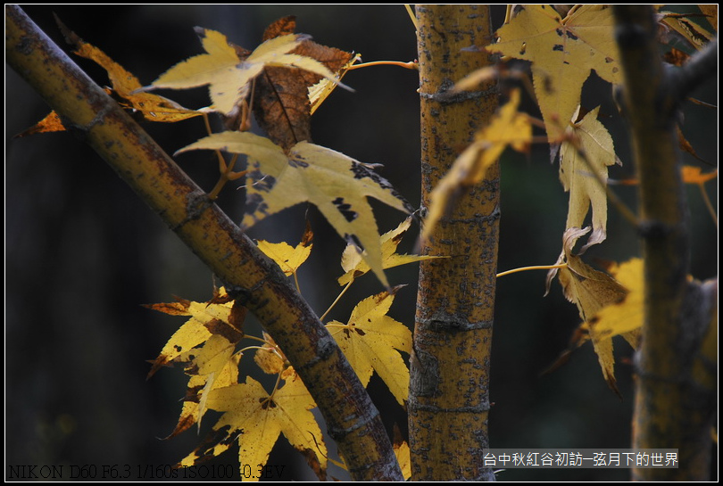 台中~秋紅谷初訪_33