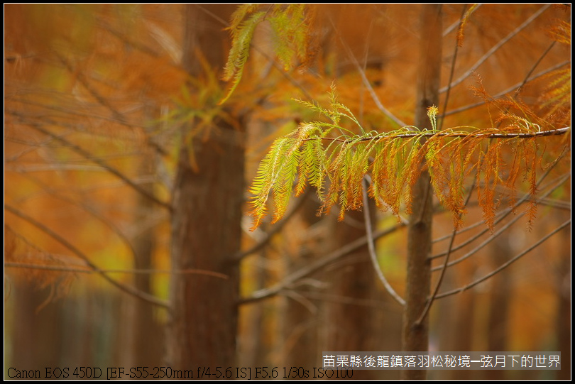 2015年1月11日後龍落羽松秘境_13