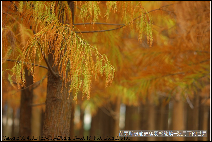 2015年1月11日後龍落羽松秘境_21