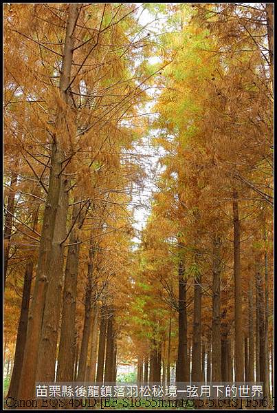 2015年1月11日後龍落羽松秘境_28