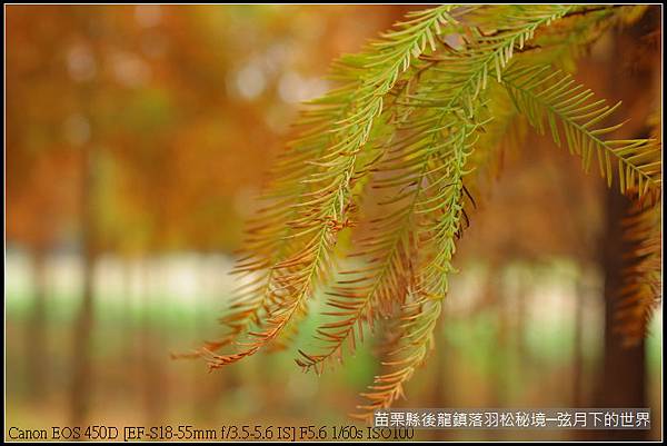 2015年1月11日後龍落羽松秘境_31