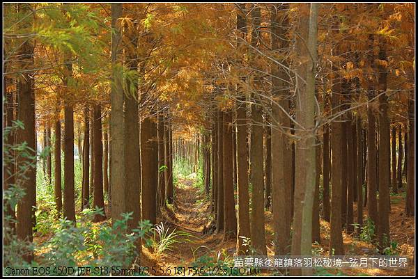 2015年1月11日後龍落羽松秘境_41