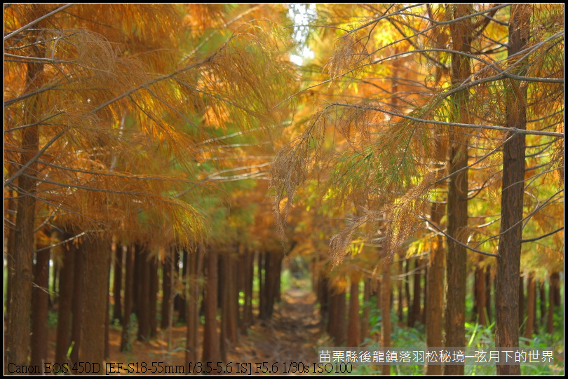 2015年1月11日後龍落羽松秘境_44