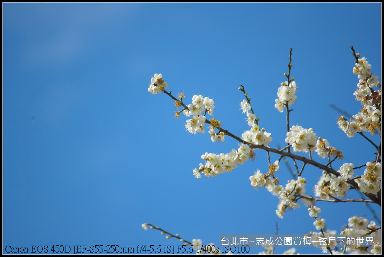 志成公園初賞梅_001