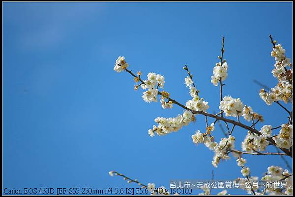 志成公園初賞梅_001