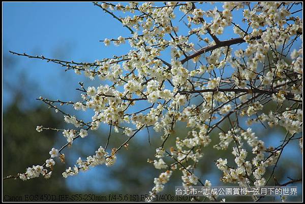 志成公園初賞梅_002