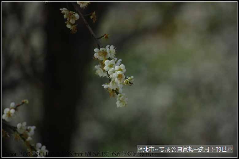 志成公園初賞梅_003