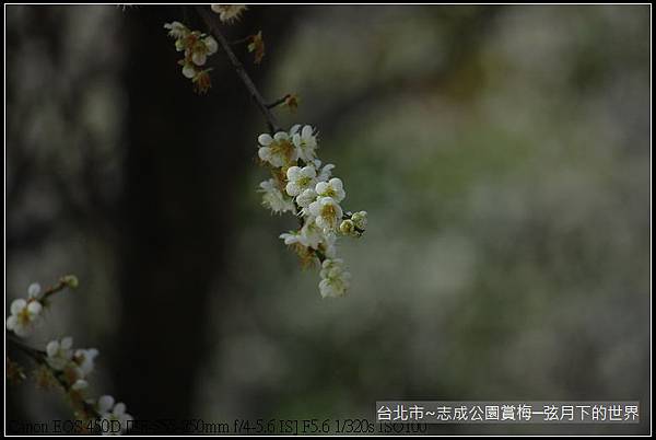 志成公園初賞梅_003