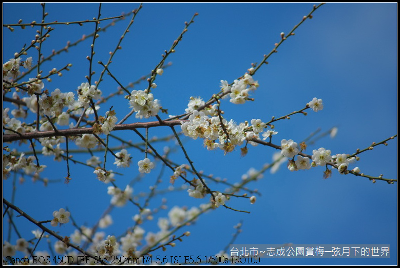 志成公園初賞梅_005