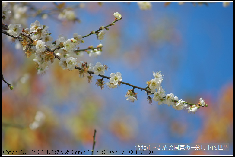 志成公園初賞梅_007