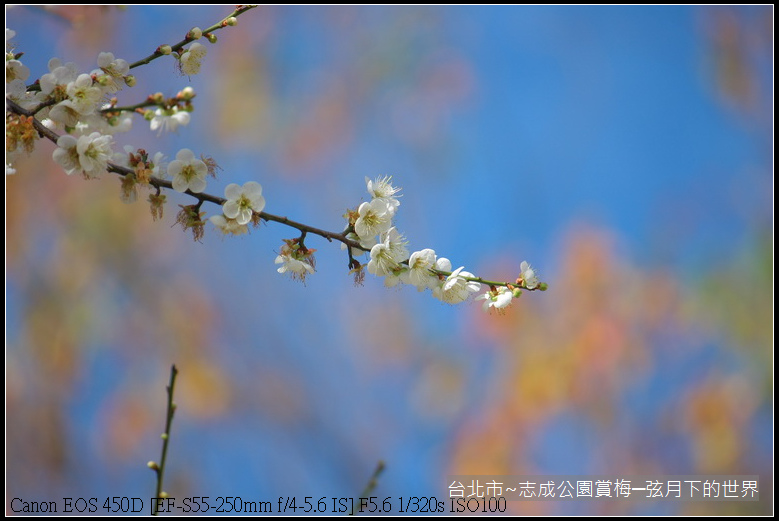 志成公園初賞梅_008