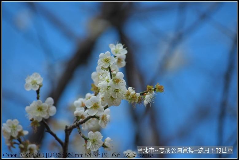 志成公園初賞梅_011