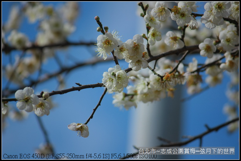 志成公園初賞梅_015