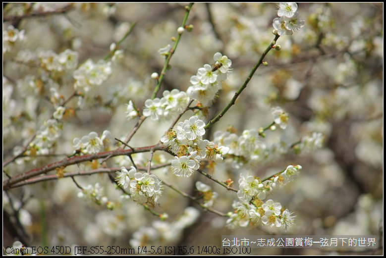 志成公園初賞梅_016