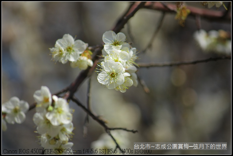 志成公園初賞梅_027