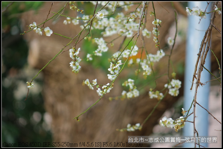 志成公園初賞梅_039