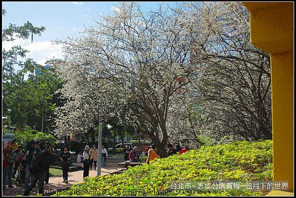 志成公園初賞梅_050