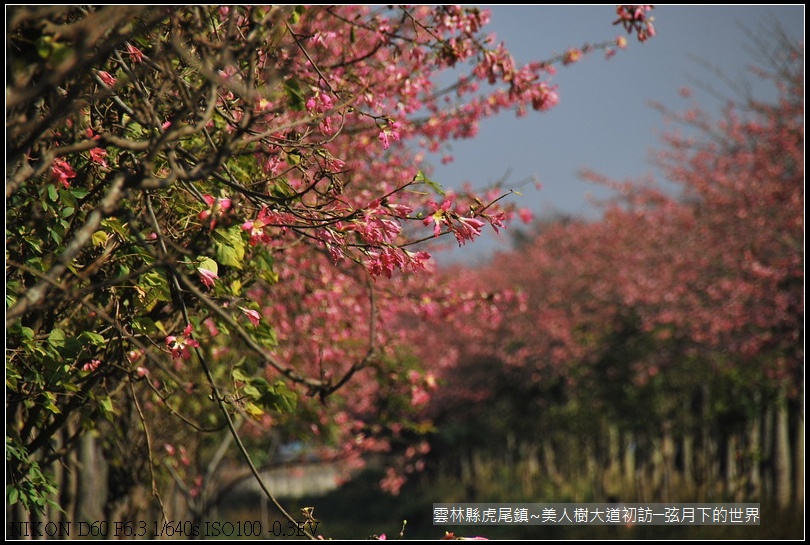 雲林縣~虎尾美人樹大道初_025.jpg