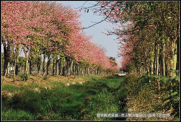 雲林縣~虎尾美人樹大道初_033.jpg