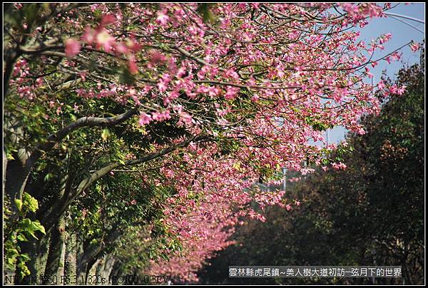 雲林縣~虎尾美人樹大道初_035.jpg