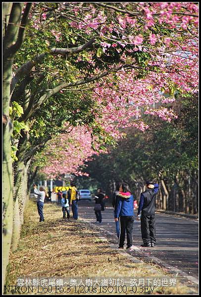 雲林縣~虎尾美人樹大道初_036.jpg