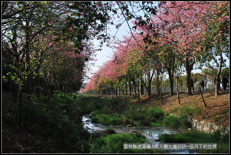 雲林縣~虎尾美人樹大道初_041.jpg