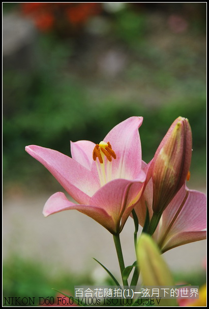 百合花隨拍(1)_01