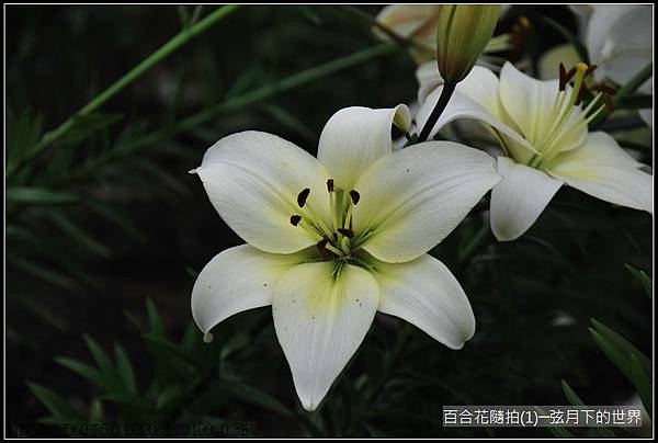 百合花隨拍(1)_11