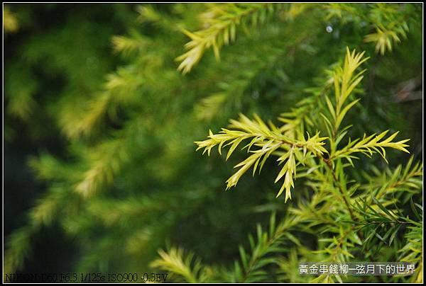 黃金串錢柳_4