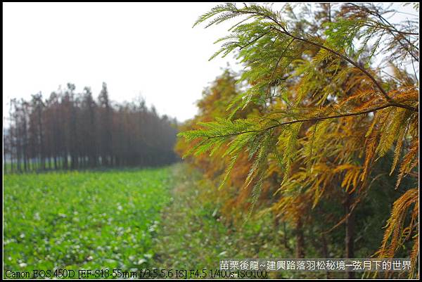 苗栗縣後龍鎮建興路~落羽松秘境_07.JPG