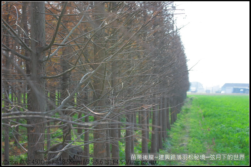 苗栗縣後龍鎮建興路~落羽松秘境_08.JPG