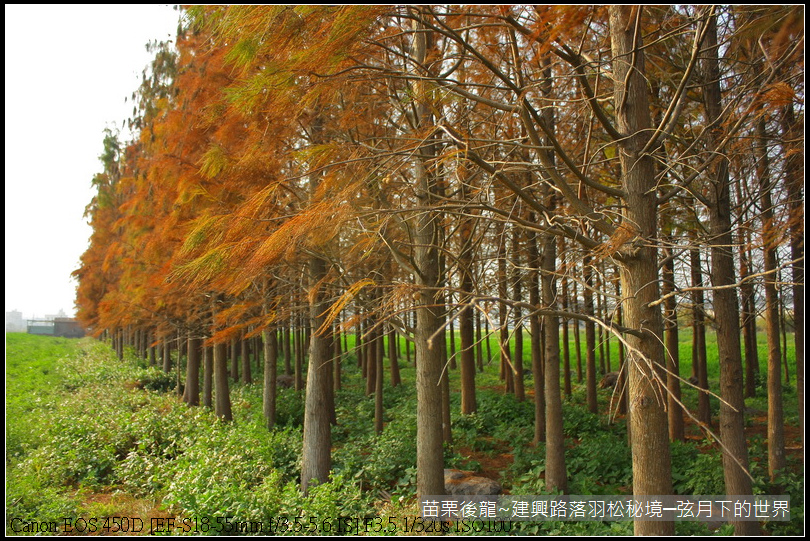 苗栗縣後龍鎮建興路~落羽松秘境_13.JPG