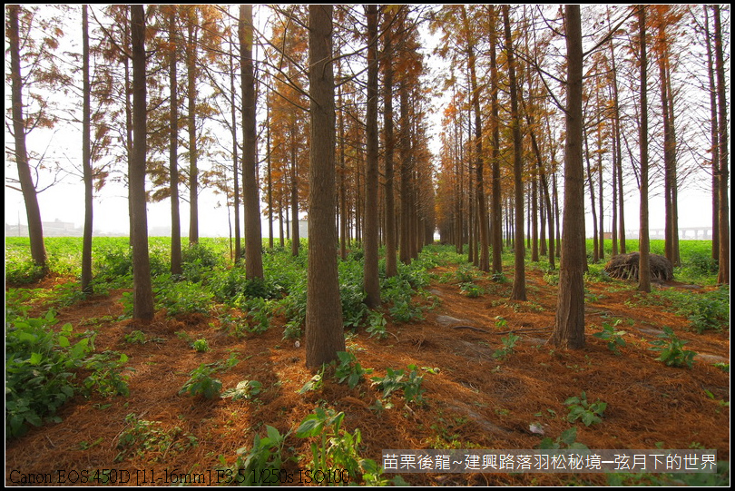 苗栗縣後龍鎮建興路~落羽松秘境_17.JPG