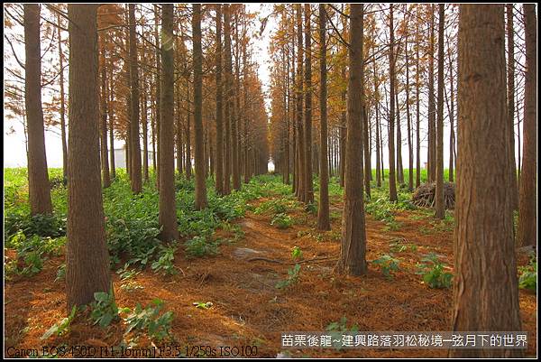 苗栗縣後龍鎮建興路~落羽松秘境_18.JPG