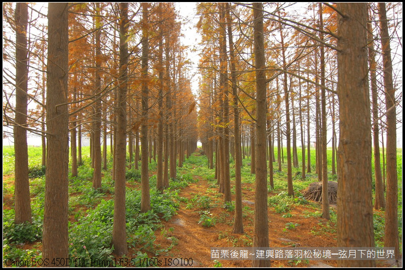 苗栗縣後龍鎮建興路~落羽松秘境_19.JPG