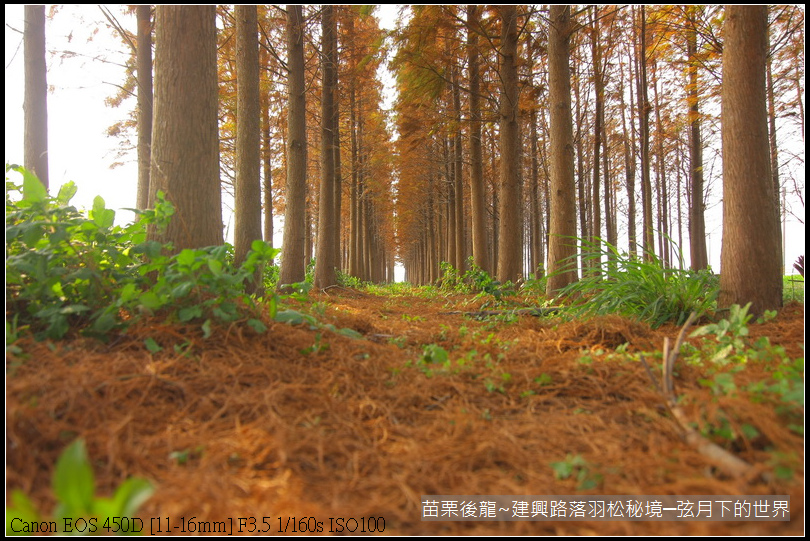 苗栗縣後龍鎮建興路~落羽松秘境_21.JPG