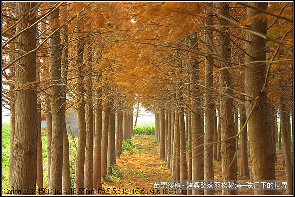 苗栗縣後龍鎮建興路~落羽松秘境_25.JPG