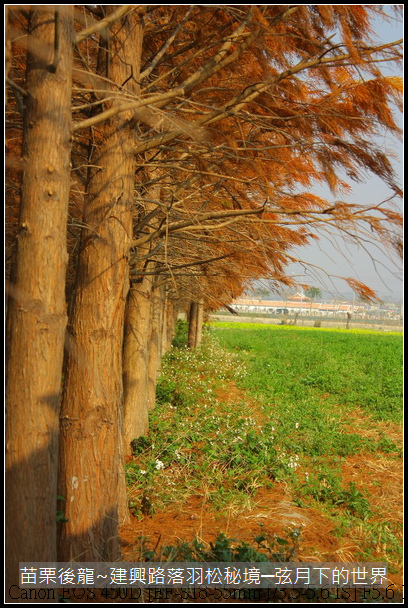 苗栗縣後龍鎮建興路~落羽松秘境_29.JPG