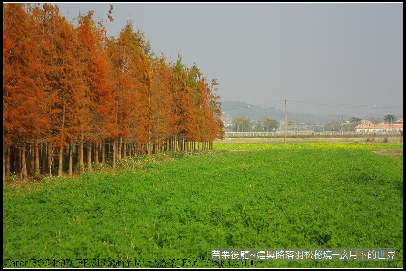 苗栗縣後龍鎮建興路~落羽松秘境_31.JPG