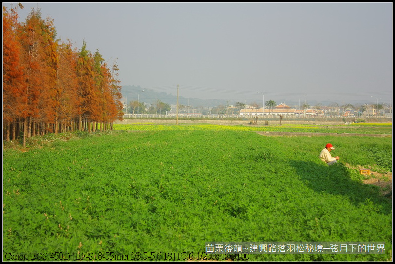 苗栗縣後龍鎮建興路~落羽松秘境_32.JPG