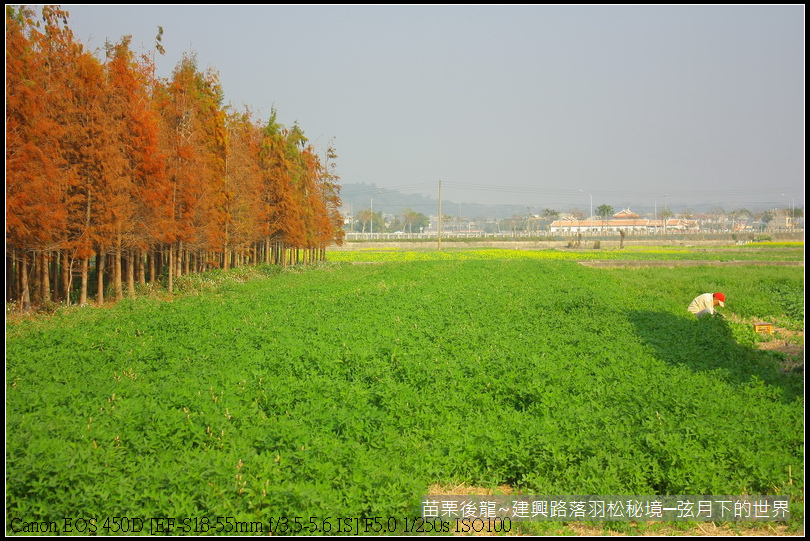 苗栗縣後龍鎮建興路~落羽松秘境_33.JPG