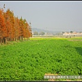 苗栗縣後龍鎮建興路~落羽松秘境_33.JPG