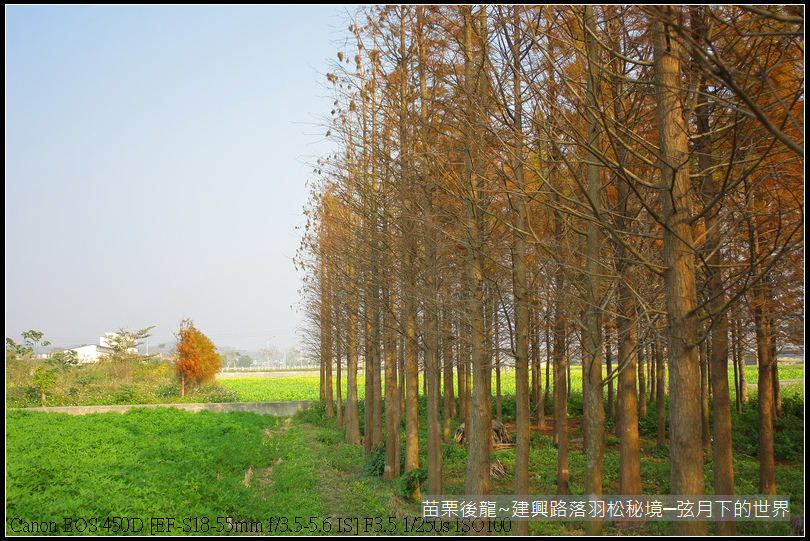 苗栗縣後龍鎮建興路~落羽松秘境_35.JPG