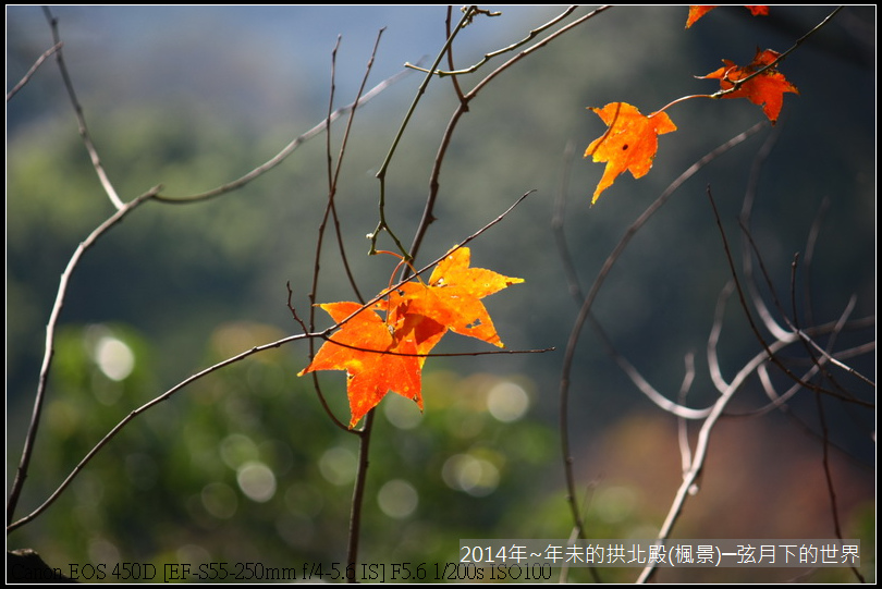 2014年~年未的拱北殿(楓景)_09