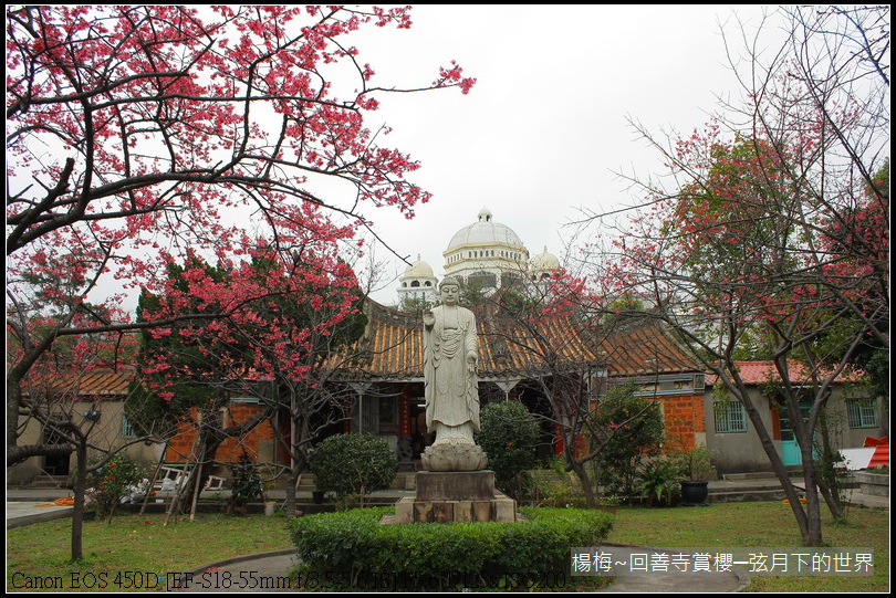 楊梅~回善寺賞櫻(1)櫻花與佛祖_01