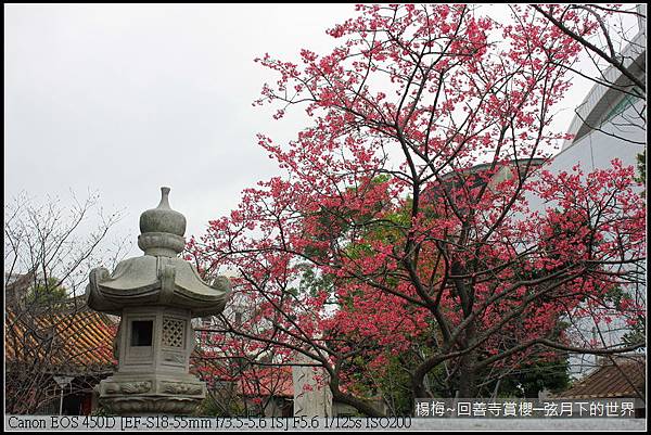 楊梅~回善寺賞櫻(1)櫻花與佛祖_02