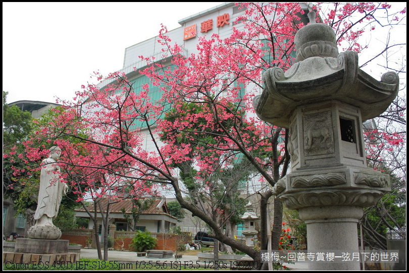 楊梅~回善寺賞櫻(1)櫻花與佛祖_39