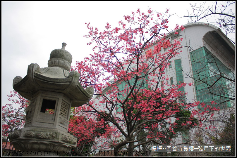 楊梅~回善寺賞櫻(1)櫻花與佛祖_41