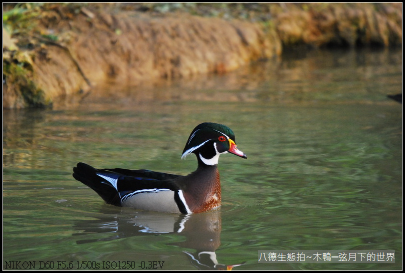 八德生態公園拍~木鴨_01